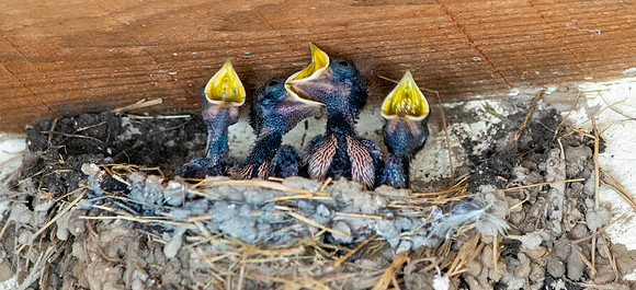 Barn swallow chicks