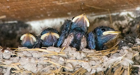 Barn swallow chicks