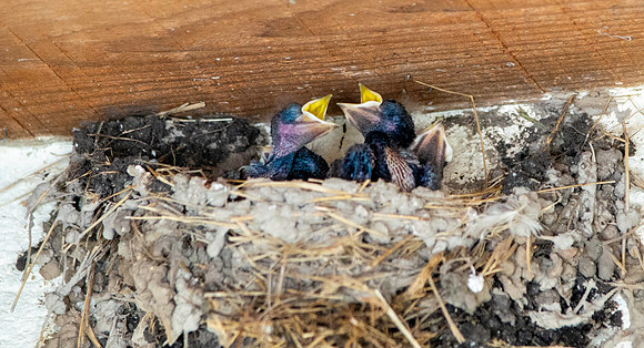 Barn swallow chicks