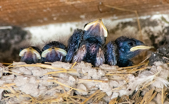 Barn swallow chicks