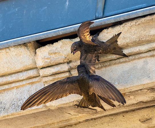 Common swift