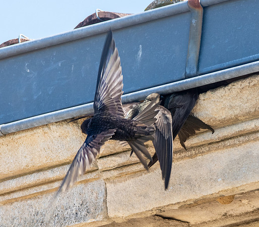 Common swift