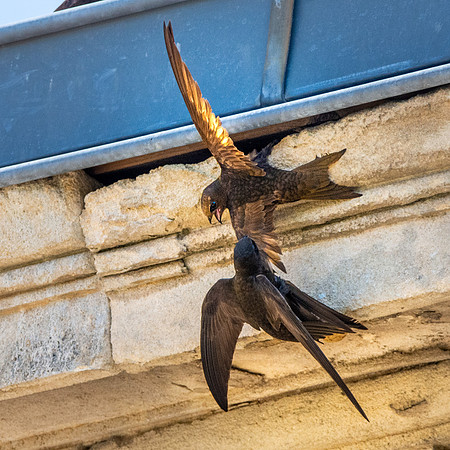 Common swift