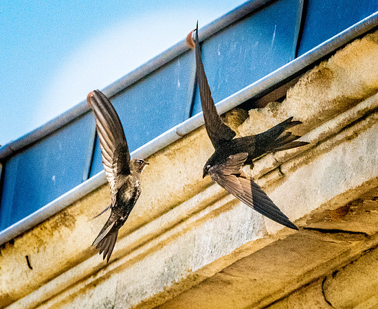 Common swift