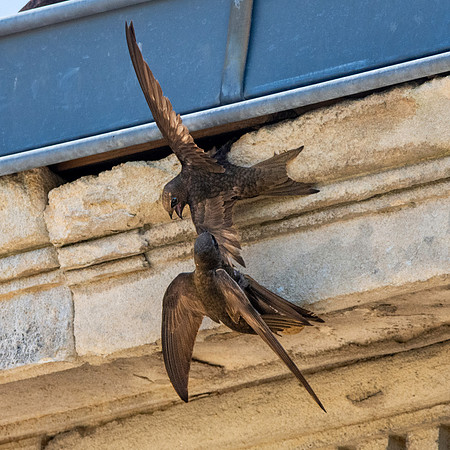Common swift