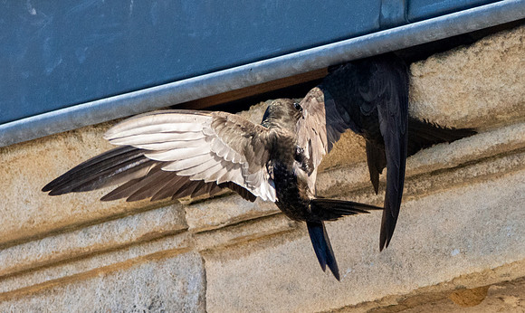 Common swift