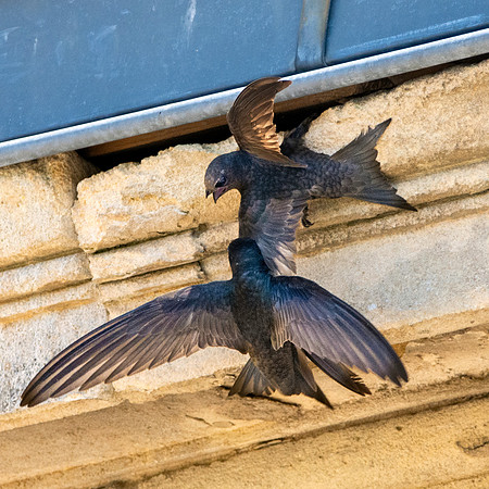 Common swift
