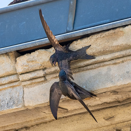 Common swift