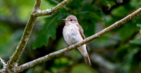 Spotted flycatcher