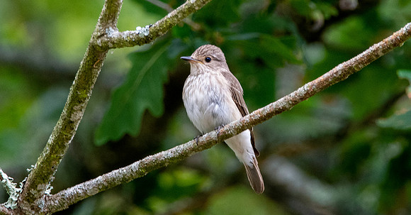 Spotted flycatcher