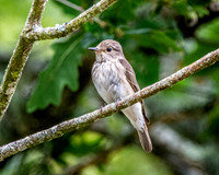 Spotted flycatcher