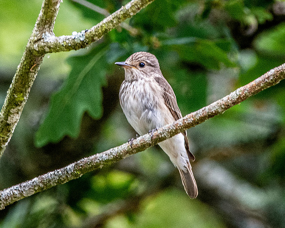 Spotted flycatcher