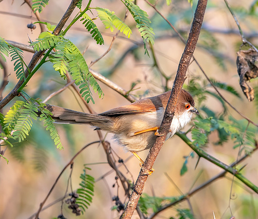 Yellow eyed babbler