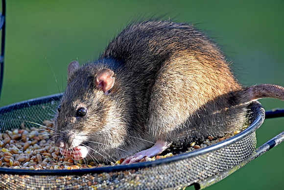 Brown rat