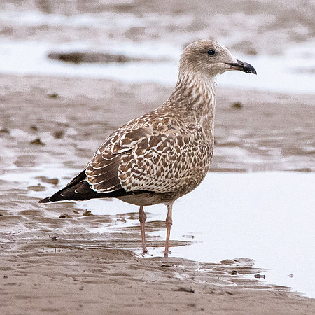Caspian gull