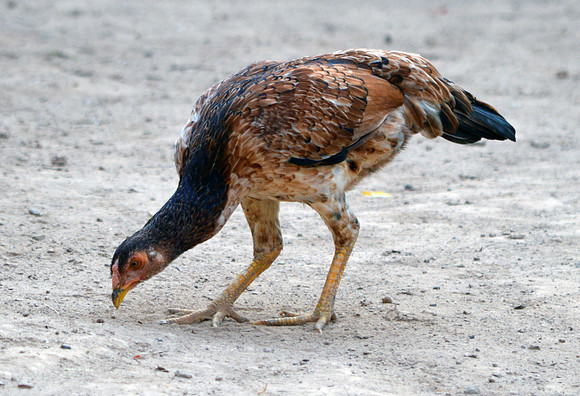 Asil chicken