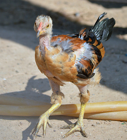 Asil chicken