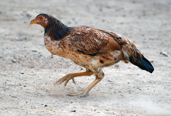 Asil chicken