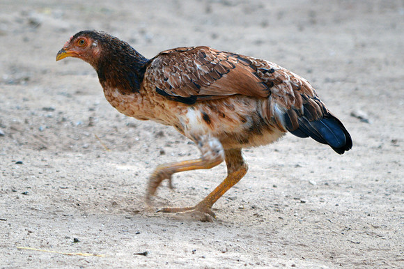 Asil chicken