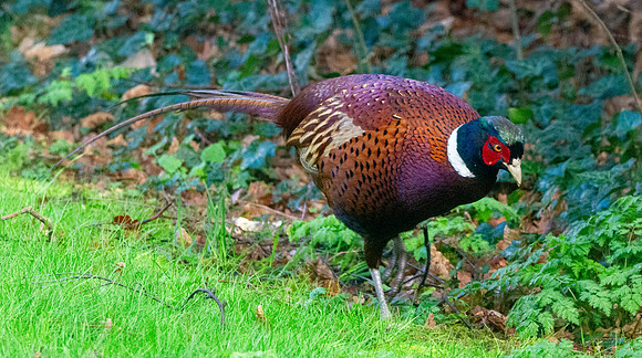Common pheasant