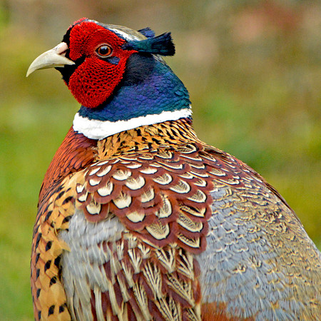 Common pheasant, male