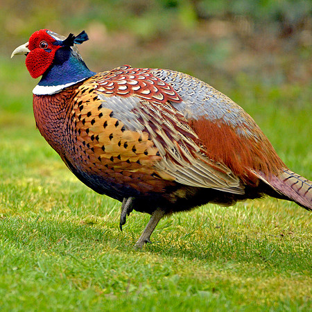 Common pheasant, male