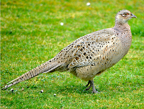 Common pheasant, female