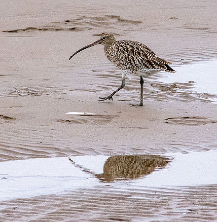 Curlew