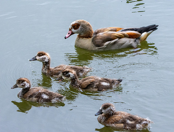 Egyptian goose with chicks