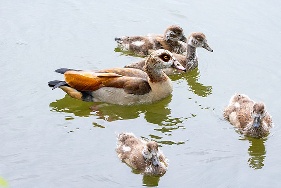 Egyptian goose with chicks