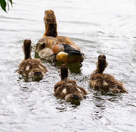 Egyptian goose with chicks