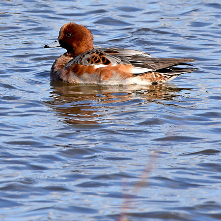Ferruginous duck