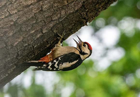 Great spotted woodpecker