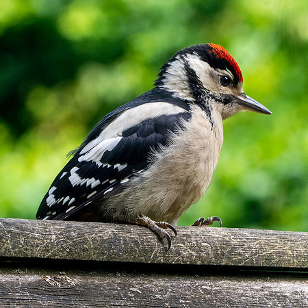 Great spotted woodpecker