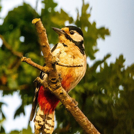 Great spotted woodpecker