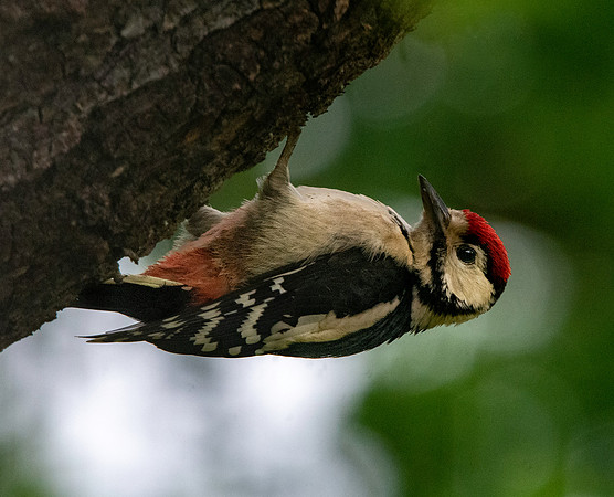 Great spotted woodpecker