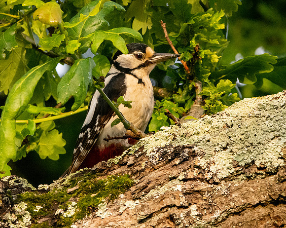 Great spotted woodpecker