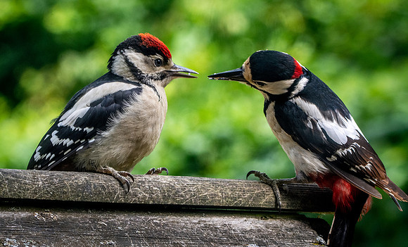 Great spotted woodpecker
