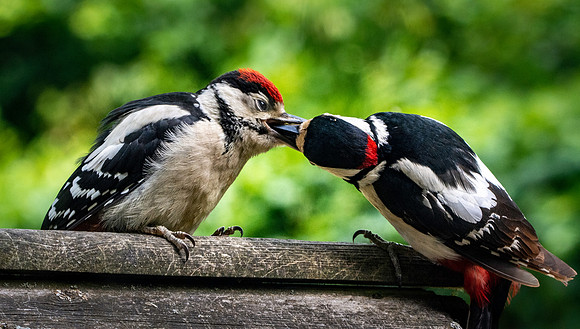 Great spotted woodpecker