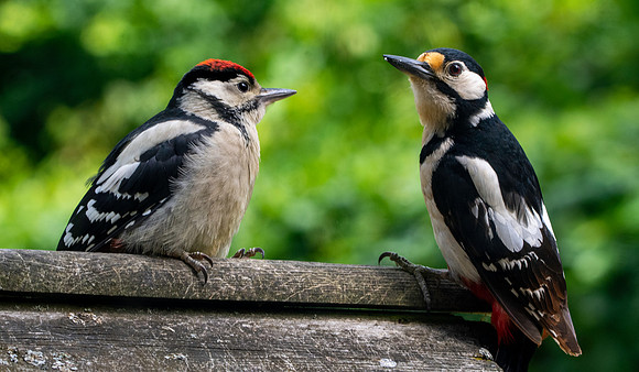 Great spotted woodpecker