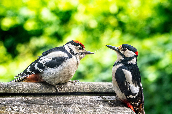 Great spotted woodpecker