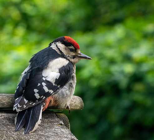 Great spotted woodpecker