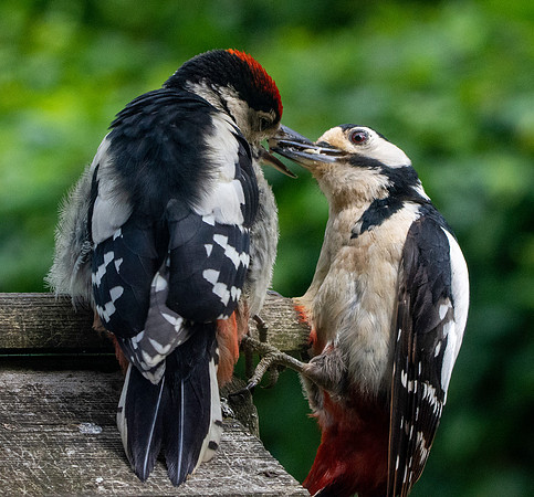 Great spotted woodpecker