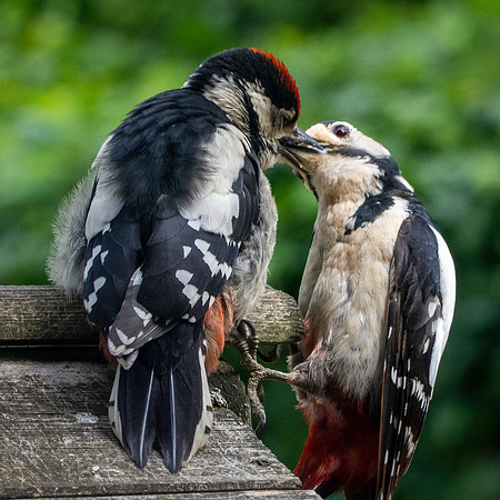 Great spotted woodpecker