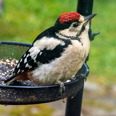 Great spotted woodpecker