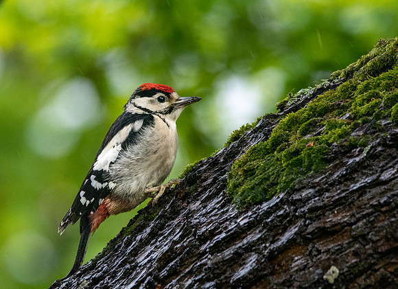 Great spotted woodpecker
