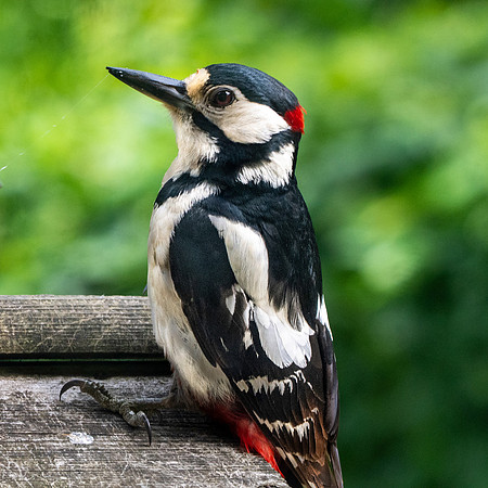 Great spotted woodpecker