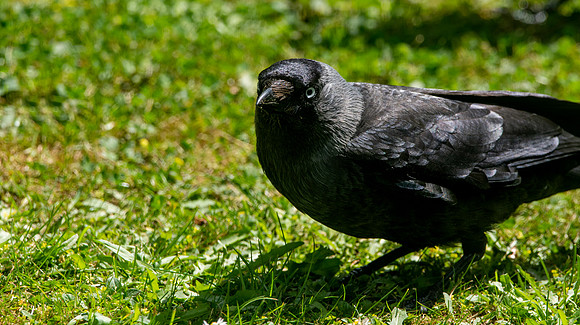 Jackdaw