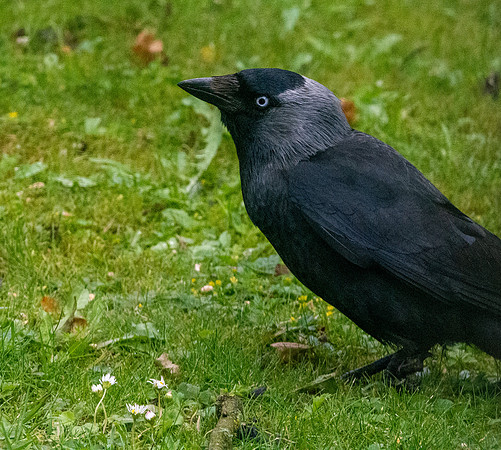 Jackdaw