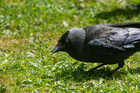 Jackdaw